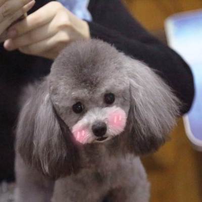 哈爾濱狗狗婚介所 專業(yè)灰泰迪DD配種服務(wù)