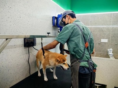 青浦首店！這家寵物樂園有點(diǎn)不一樣~ 解鎖寵物服務(wù)新體驗(yàn)